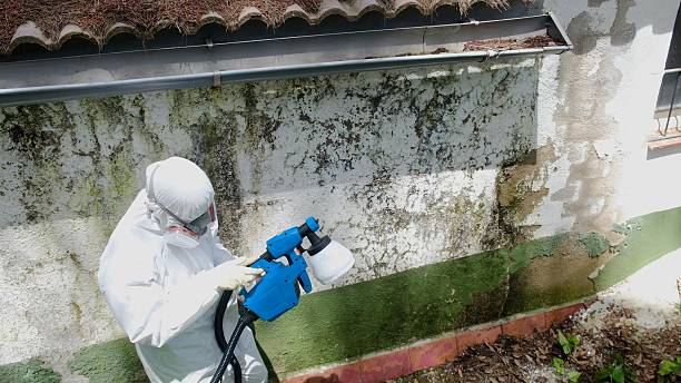 Top rated local Mold Remediation specialists in Nanty Glo, PA